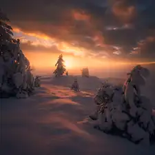 Snowy, winter, viewes, Spruces, trees, Great Sunsets