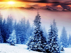 Spruces, winter, rays, sun, Mountains