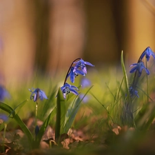 Siberian squill, Blue, Flowers, rapprochement