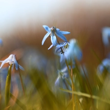 Siberian squill, Flowers, rapprochement, Blue