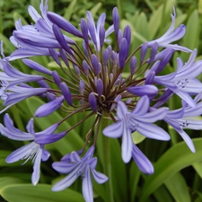 Flowers, squill