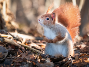 Ginger, dry, Leaf, squirrel