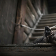 dog, podium, Stairs, muzzle