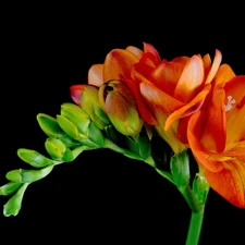 Colourfull Flowers, freesia, stalk