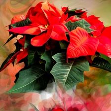 Flowers, poinsettia, graphics, star of Bethlehem