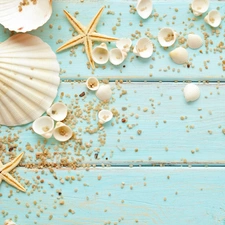 decoration, Shells, starfish, pebbles