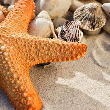 Orange, Shells, Sand, starfish