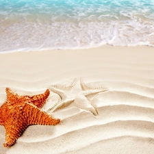 starfish, Beaches, sea