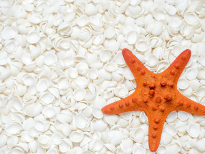 starfish, White, Shells