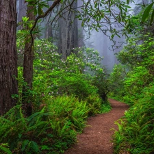 California, The United States, Redwood National Park, forest, Path, Fog, Rhododendron, fern, redwoods