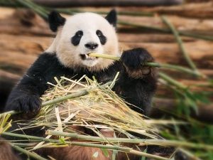 stems, Panda, bamboo