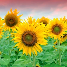 Sky, Nice sunflowers, stems