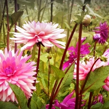 stems, dahlias, Pink