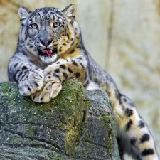 snow leopard, Leopards, snowy