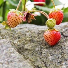 strawberries, Stone