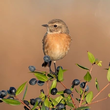 Bird, female, twig, Stonechat