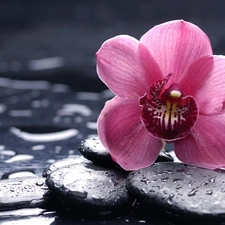 drops, Colourfull Flowers, Stones