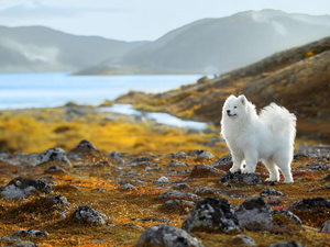 Samojed, White, lake, Stones, Mountains, dog