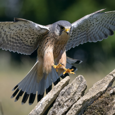 Stones, Bird, falcon