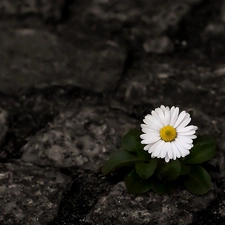 Colourfull Flowers, daisy, Stones