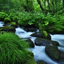 forest, River, Stones, green