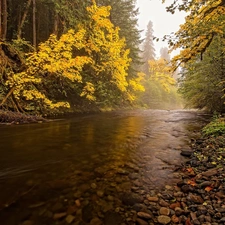 Stones, River, forest