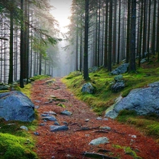 Stones, forest, Path