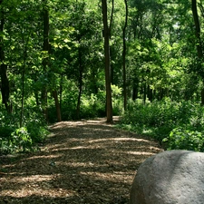 Stones, forest, Path