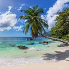 Palms, trees, Seychelles, viewes, clouds, Beaches, sea, Stones