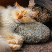 Blue Eyed, sleepy, Stones, lantern, cat, ginger