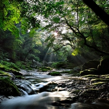 trees, waterfall, Stones, viewes