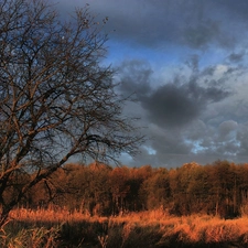 storm, clouds, trees, viewes, autumn