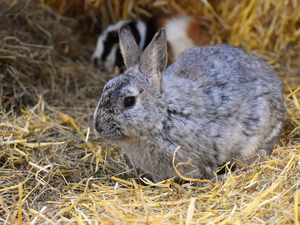 straw, Gray, Rabbit