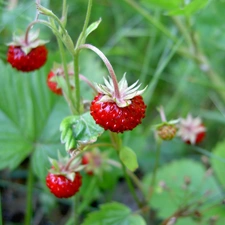 Strawberries