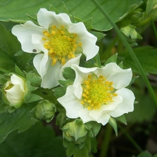 Flowers, strawberries