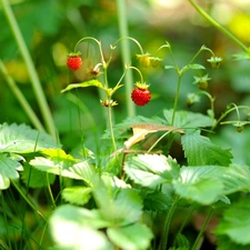 Strawberries, seedling, Fruits