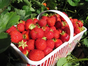 strawberries, leaves, basket, Mature, White