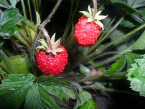 Strawberries, tasty, Mature