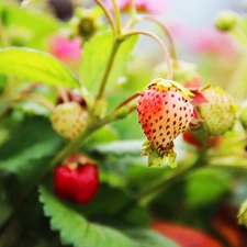 maturing, strawberries