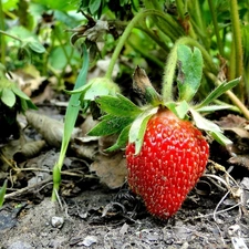 Strawberry