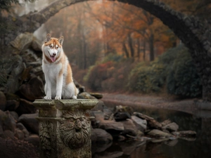 pedestal, dog, bridges, stream, Stones, Siberian Husky