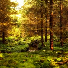 forest, stream