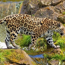 stream, Panther, rocks