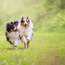 Shetland Sheepdogs, Dogs, stretching