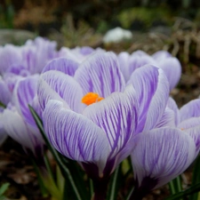 stripes, crocuses, purple