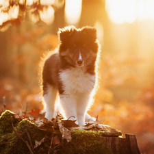 Moss, Leaf, Puppy, stump, shetland Sheepdog