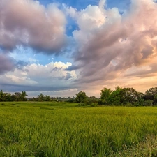 clouds, grass, summer, Meadow