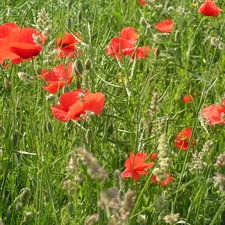 papavers, summer