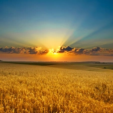 sun, autumn, medows, west, field