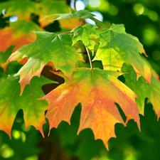 autumn, rays, sun, Leaf